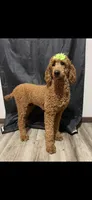 AKC Red Standard Poodle, a female Poodle - Standard  for sale in Houston, TX – 3 of 3