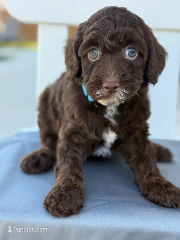 BROWN MINI GOLDENDOODLE – Miniature Goldendoodle puppy for sale in Houston, TX