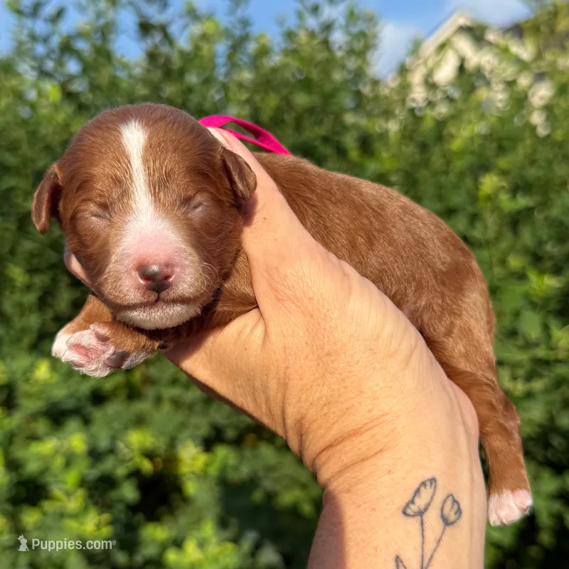 FEMALE Petite Goldendoodle – Miniature Goldendoodle puppy for sale in Kingwood, TX