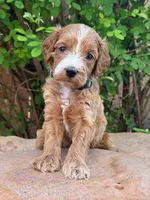 BOSTON - Petite Goldendoodle Red, a male Miniature Goldendoodle for sale in Houston, TX – 1 of 2