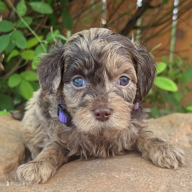 CHOCOLATE MERLE Petite/Mini Goldendoodle – Miniature Goldendoodle puppy for sale in Houston, TX
