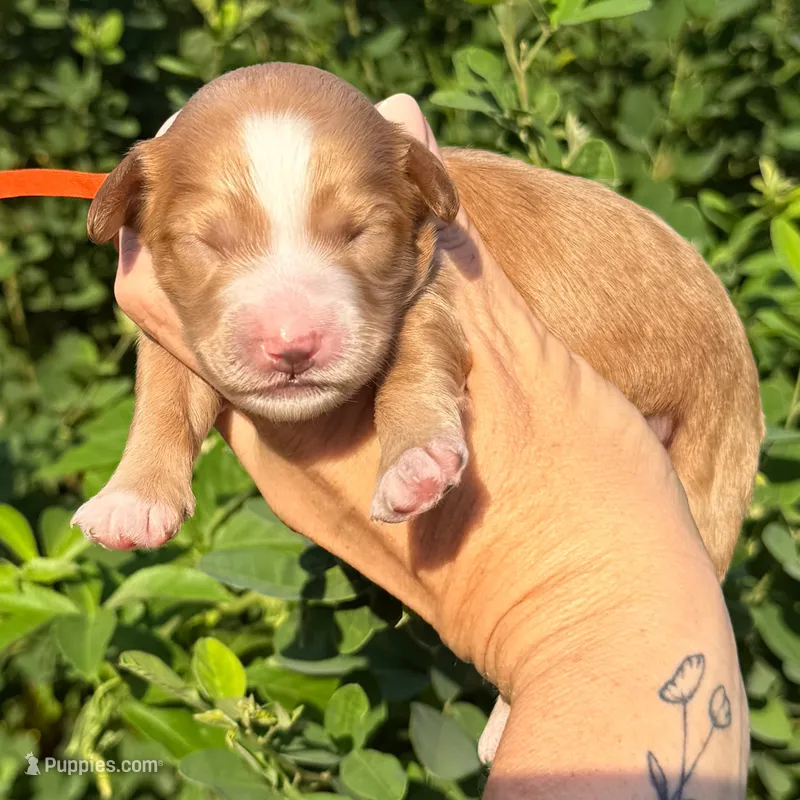Petite Goldendoodle – Miniature Goldendoodle puppy for sale in Kingwood, TX