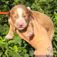 Petite Goldendoodle, a male Miniature Goldendoodle for sale in Kingwood, TX – 1 of 1