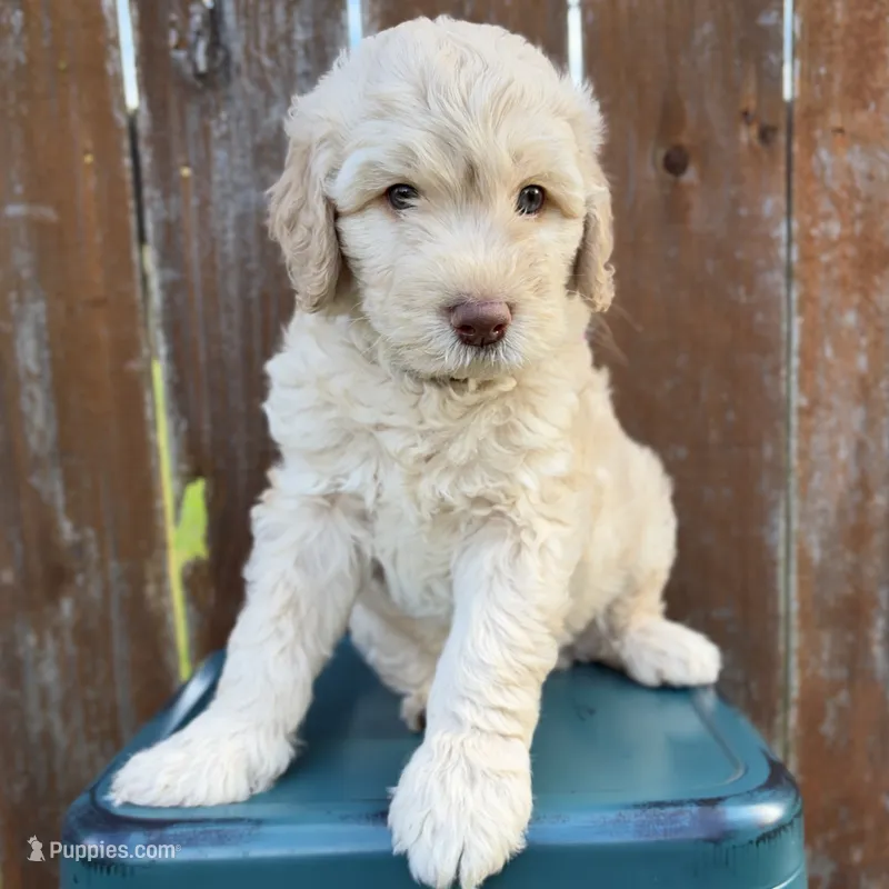 Garth MEDIUM GOLDENDOODLE – Goldendoodle puppy for sale in Houston, TX