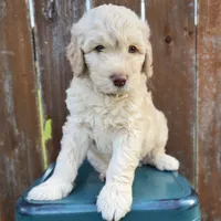 Garth MEDIUM GOLDENDOODLE, a male Goldendoodle for sale in Houston, TX – 1 of 1