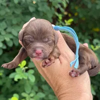 BROWN MINI GOLDENDOODLE, a female Miniature Goldendoodle for sale in Kingwood, TX – 1 of 1