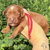 Red MINI CAVAPOO , a male Cavapoo for sale in Kingwood, TX – 1 of 1