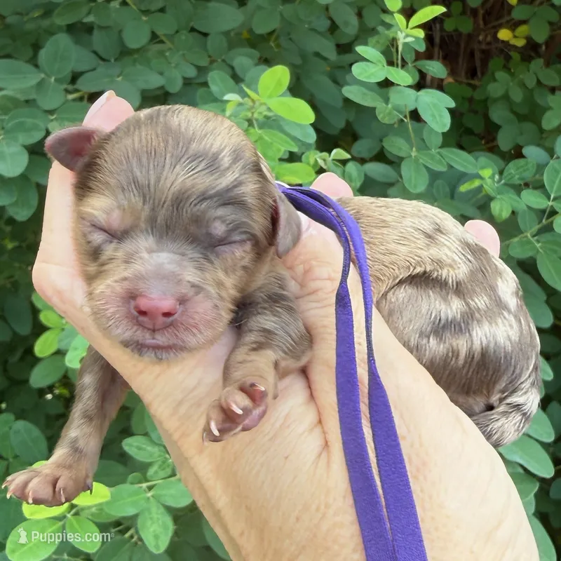 CHOCOLATE MERLE Petite/Mini Goldendoodle – Miniature Goldendoodle puppy for sale in Kingwood, TX