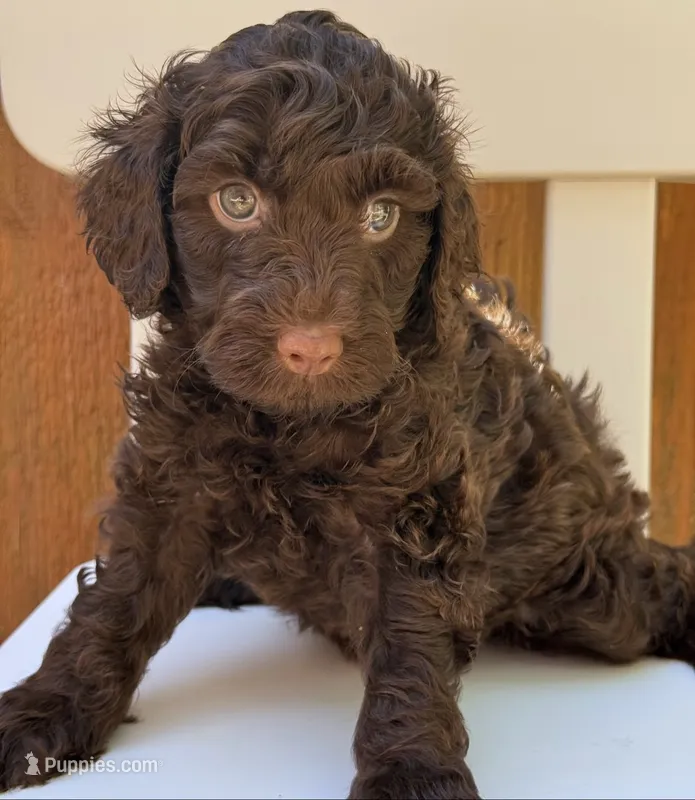 Chocolate Mini/Petite Goldendoodle – Miniature Goldendoodle puppy for sale in Houston, TX