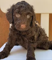 Chocolate Mini/Petite READY NOW, a female Miniature Goldendoodle for sale in Houston, TX – 2 of 4