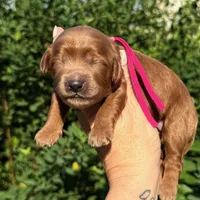 FEMALE RED F1B CAVAPOO, a female Cavapoo for sale in Kingwood, TX – 1 of 1