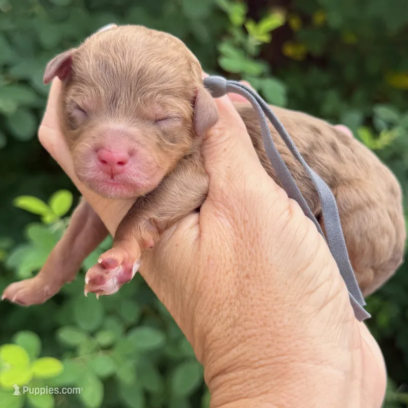 CHOCOLATE MERLE MINI GOLDENDOODLE – Miniature Goldendoodle puppy for sale in Kingwood, TX
