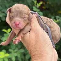 CHOCOLATE MERLE MINI GOLDENDOODLE, a female Miniature Goldendoodle for sale in Kingwood, TX – 1 of 1