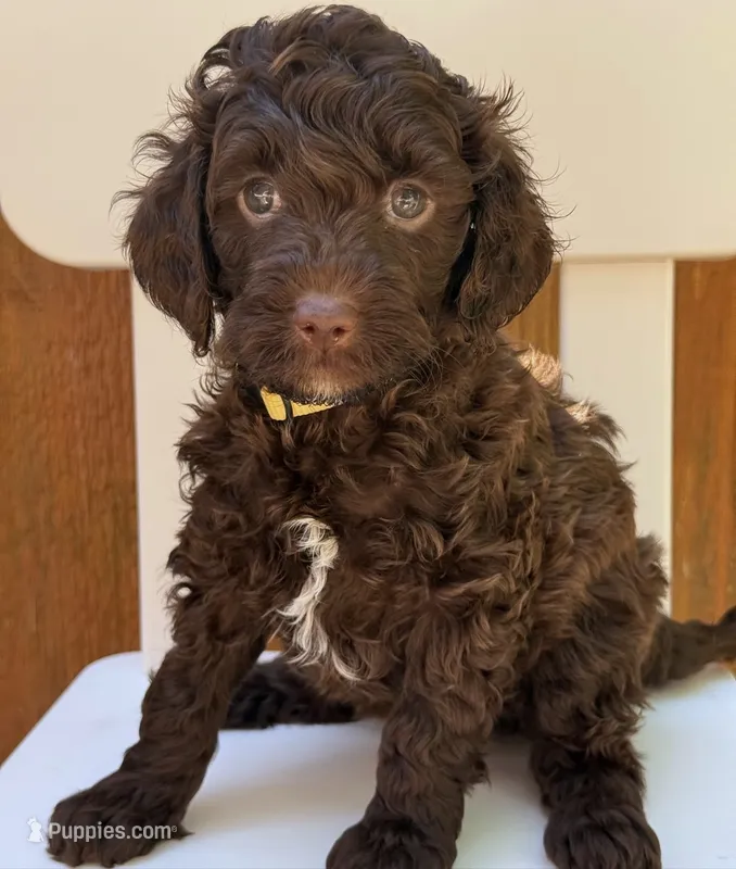CHOCOLATE PETITE GOLDENDOODLE – Miniature Goldendoodle puppy for sale in Houston, TX