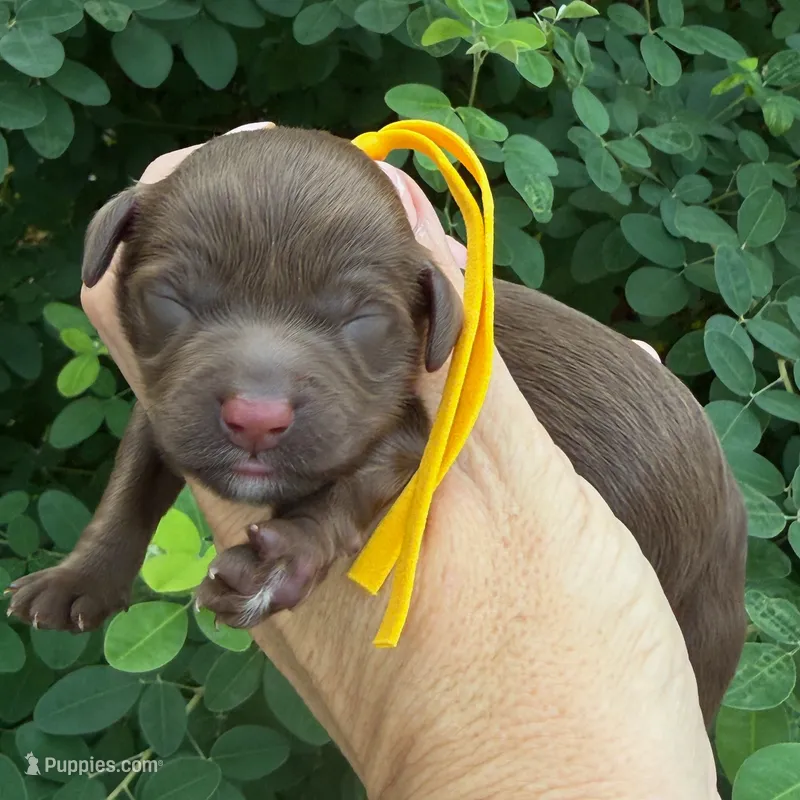CHOCOLATE PETITE GOLDENDOODLE – Miniature Goldendoodle puppy for sale in Kingwood, TX