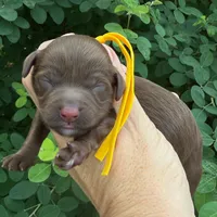 CHOCOLATE PETITE GOLDENDOODLE, a female Miniature Goldendoodle for sale in Kingwood, TX – 1 of 1