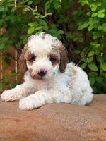 Theodore the MINI CAVAPOO, a male Cavapoo for sale in Houston, TX – 1 of 1