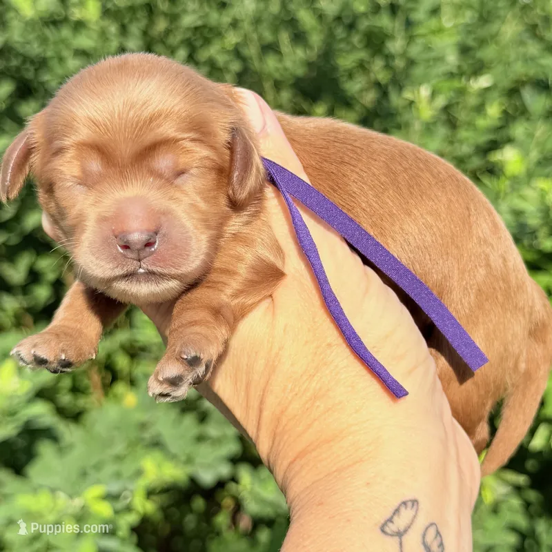 F1B MINI CAVAPOO – Cavapoo puppy for sale in Kingwood, TX