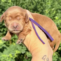 F1B MINI CAVAPOO, a female Cavapoo for sale in Kingwood, TX – 1 of 1