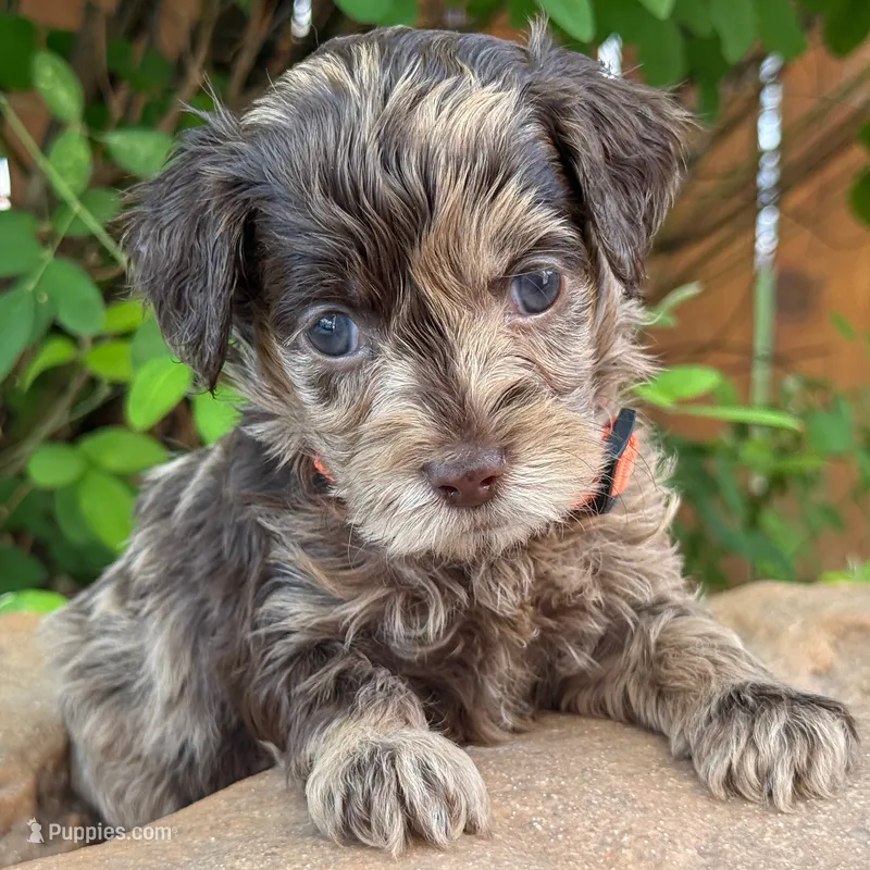 Petite Goldendoodle MERLE – Miniature Goldendoodle puppy for sale in Houston, TX