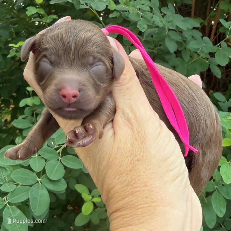 Chocolate Mini/Petite Goldendoodle – Miniature Goldendoodle puppy for sale in Kingwood, TX