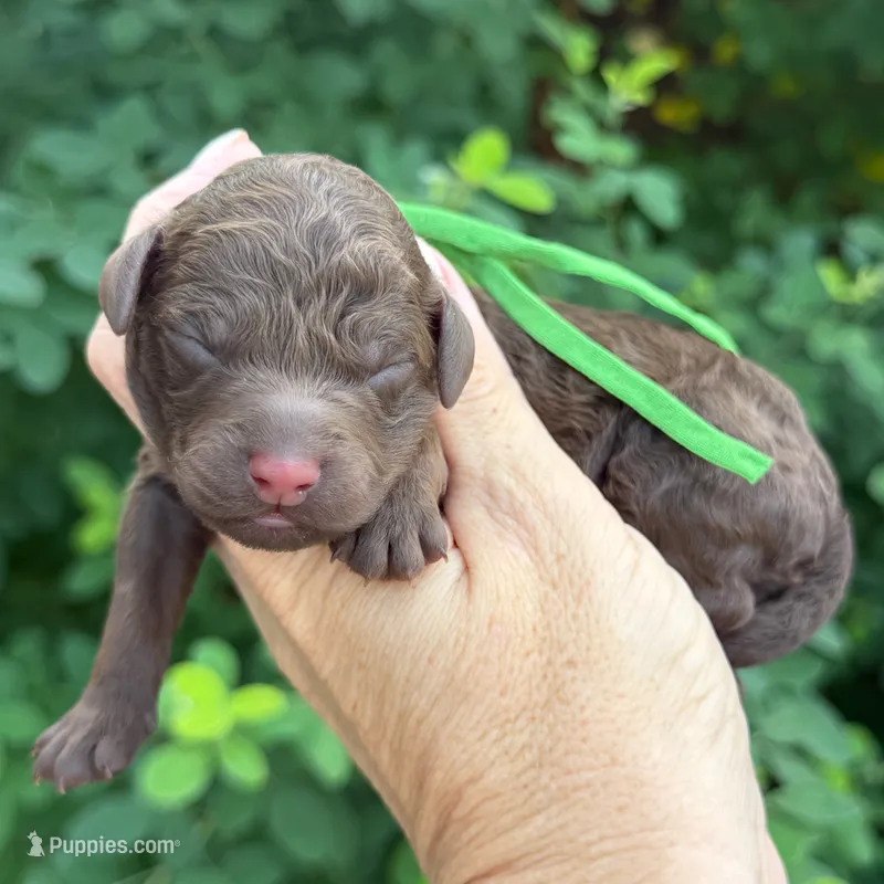 CHOCOLATE Mini/Petite Goldendoodle – Miniature Goldendoodle puppy for sale in Kingwood, TX