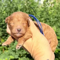 RED Petite Goldendoodle, a male Miniature Goldendoodle for sale in Kingwood, TX – 1 of 1