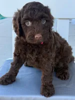Chocolate Mini/Petite READY NOW, a female Miniature Goldendoodle for sale in Houston, TX – 1 of 4