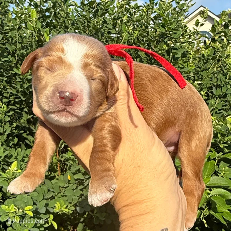 Teddy Bear Petite Goldendoodle – Miniature Goldendoodle puppy for sale in Kingwood, TX