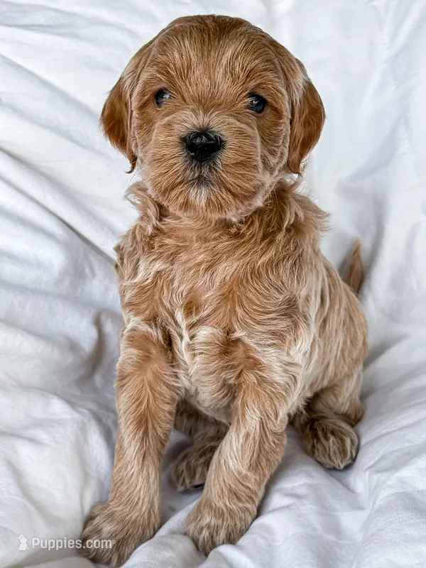 PETITE GOLDENDOODLE FEMALE