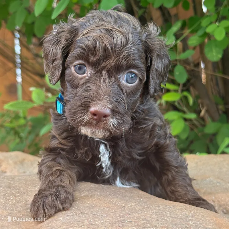 BROWN MINI GOLDENDOODLE – Miniature Goldendoodle puppy for sale in Houston, TX