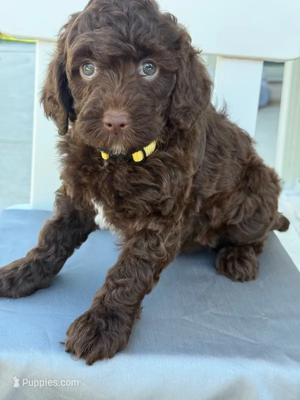 CHOCOLATE PETITE GOLDENDOODLE – Miniature Goldendoodle puppy for sale in Houston, TX