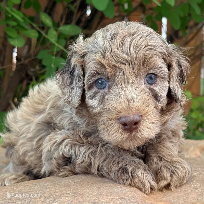 CHOCOLATE MERLE MINI GOLDENDOODLE – Miniature Goldendoodle puppy for sale in Houston, TX