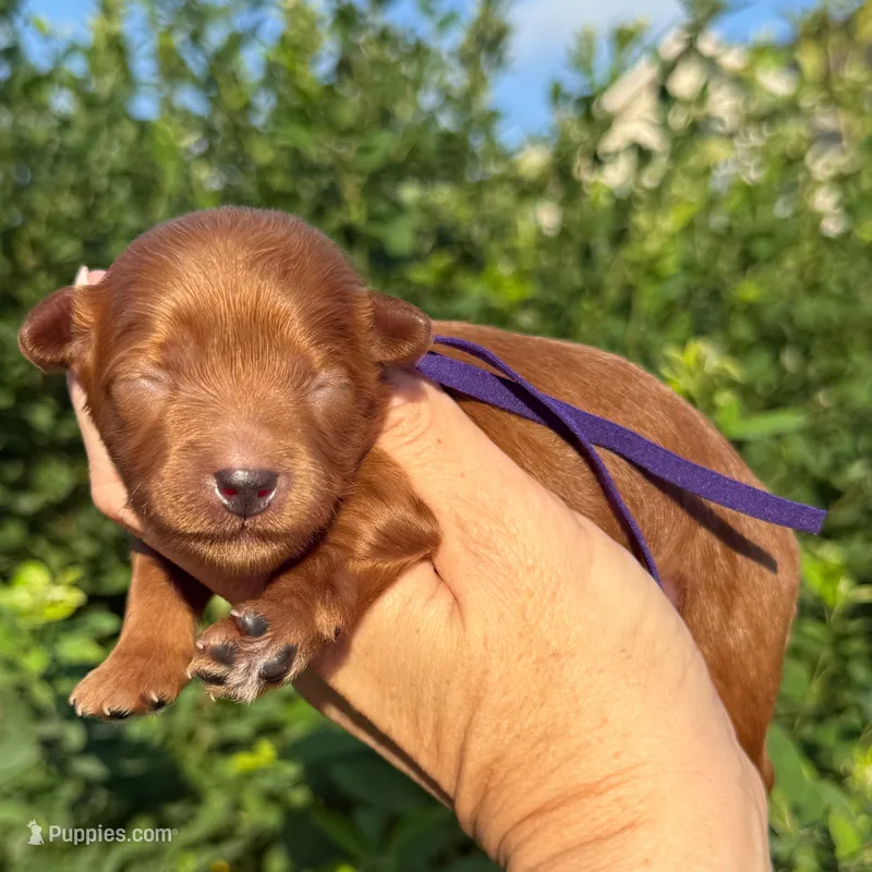 Petite Goldendoodle TEXAS – Miniature Goldendoodle puppy for sale in Kingwood, TX