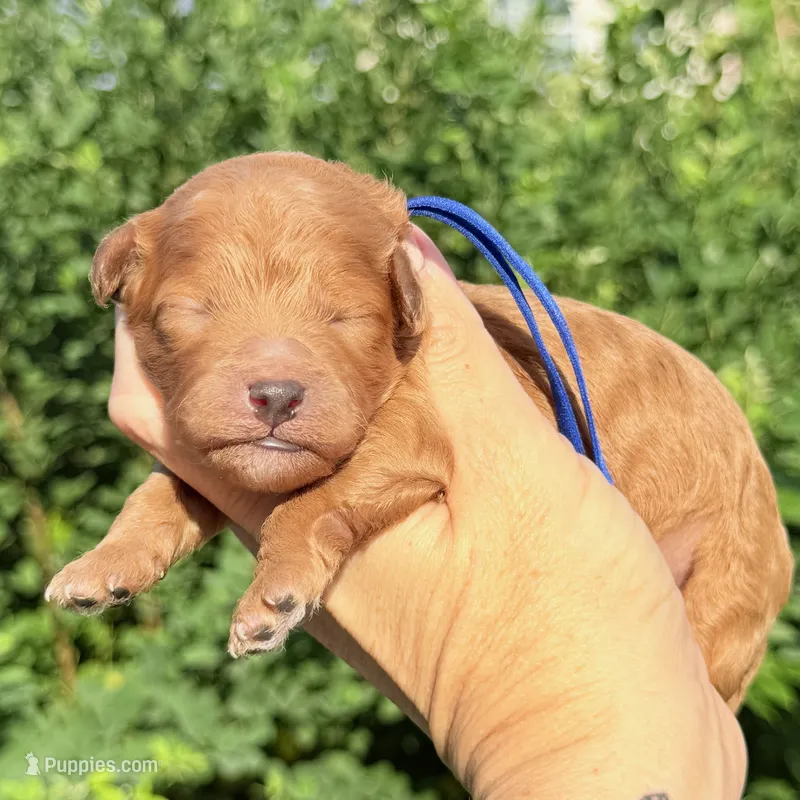 Teddy Bear F1B MINI CAVAPOO – Cavapoo puppy for sale in Kingwood, TX