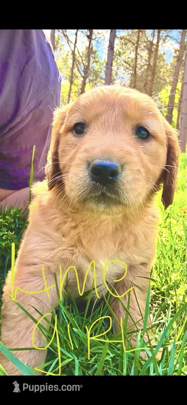 Limón ( lime green) – Golden Retriever puppy for sale in Rocky Face, GA