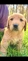 Limón ( lime green), a female Golden Retriever for sale in Rocky Face, GA – Photo 1 of 3