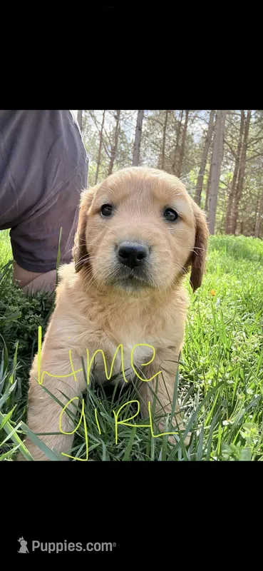 Lime green  – Golden Retriever puppy for sale in Rocky Face, GA