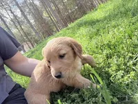 Lime green , a female Golden Retriever for sale in Rocky Face, GA – Photo 2 of 3