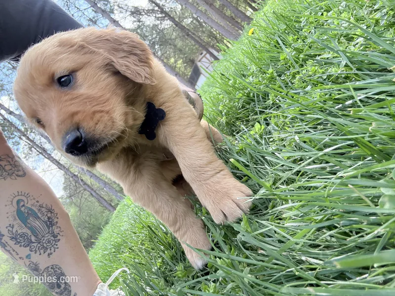 Black  – Golden Retriever puppy for sale in Rocky Face, GA