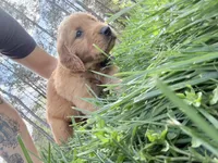 Black , a male Golden Retriever for sale in Rocky Face, GA – Photo 2 of 3