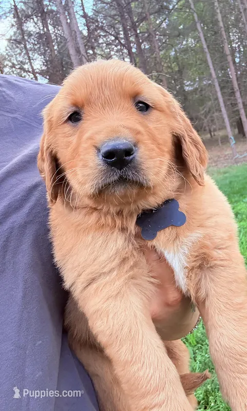 Jack  (black )  – Golden Retriever puppy for sale in Rocky Face, GA