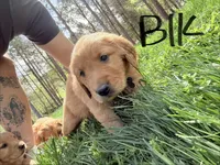 Black , a male Golden Retriever for sale in Rocky Face, GA – Photo 3 of 3