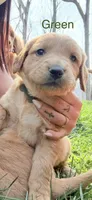 Dark green , a male Golden Retriever for sale in Rocky Face, GA – Photo 1 of 2