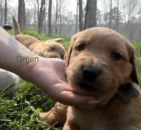 Dark green , a male Golden Retriever for sale in Rocky Face, GA – Photo 2 of 2