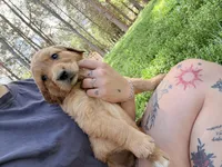 Blue , a male Golden Retriever for sale in Rocky Face, GA – Photo 2 of 2