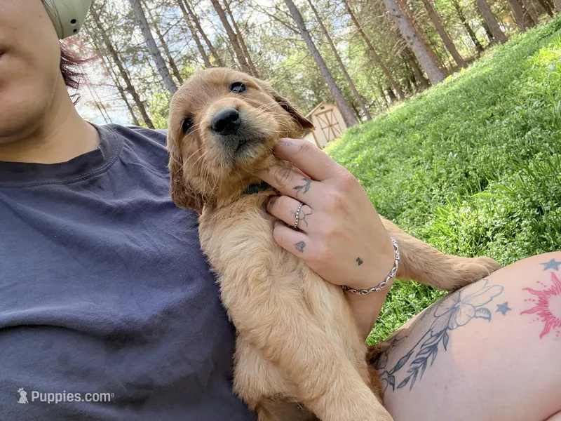 Blue  – Golden Retriever puppy for sale in Rocky Face, GA