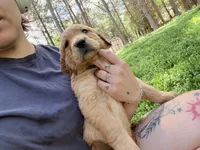 Blue , a male Golden Retriever for sale in Rocky Face, GA – Photo 1 of 2