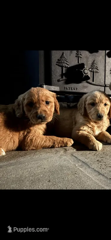 Rosie (pink) – Golden Retriever puppy for sale in Rocky Face, GA