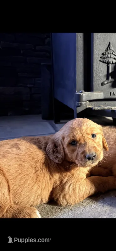 Rosie (pink) – Golden Retriever puppy for sale in Rocky Face, GA